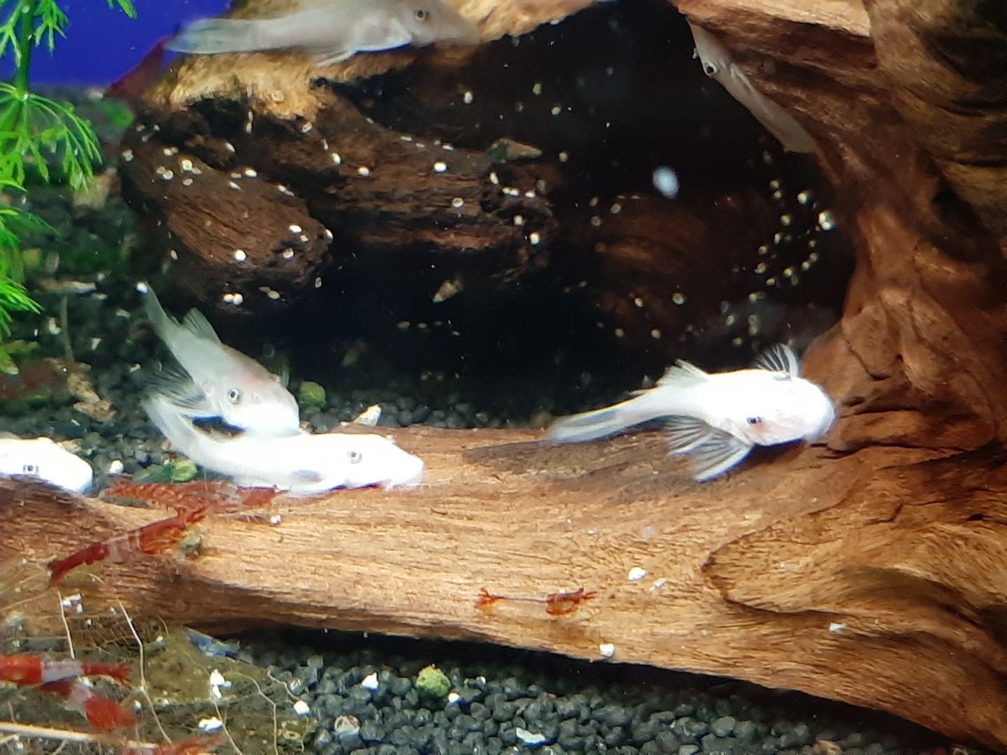 Nachwuchs Welse Ancistrus L144 snow white 2,5 - 3 cm