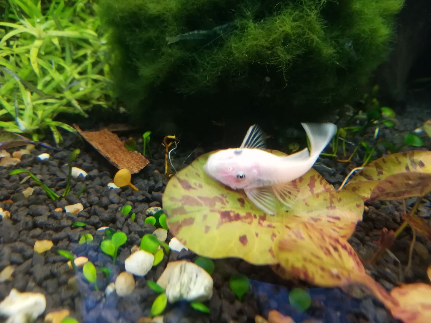 Nachwuchs Welse Ancistrus L144 snow white 2,5 - 3 cm