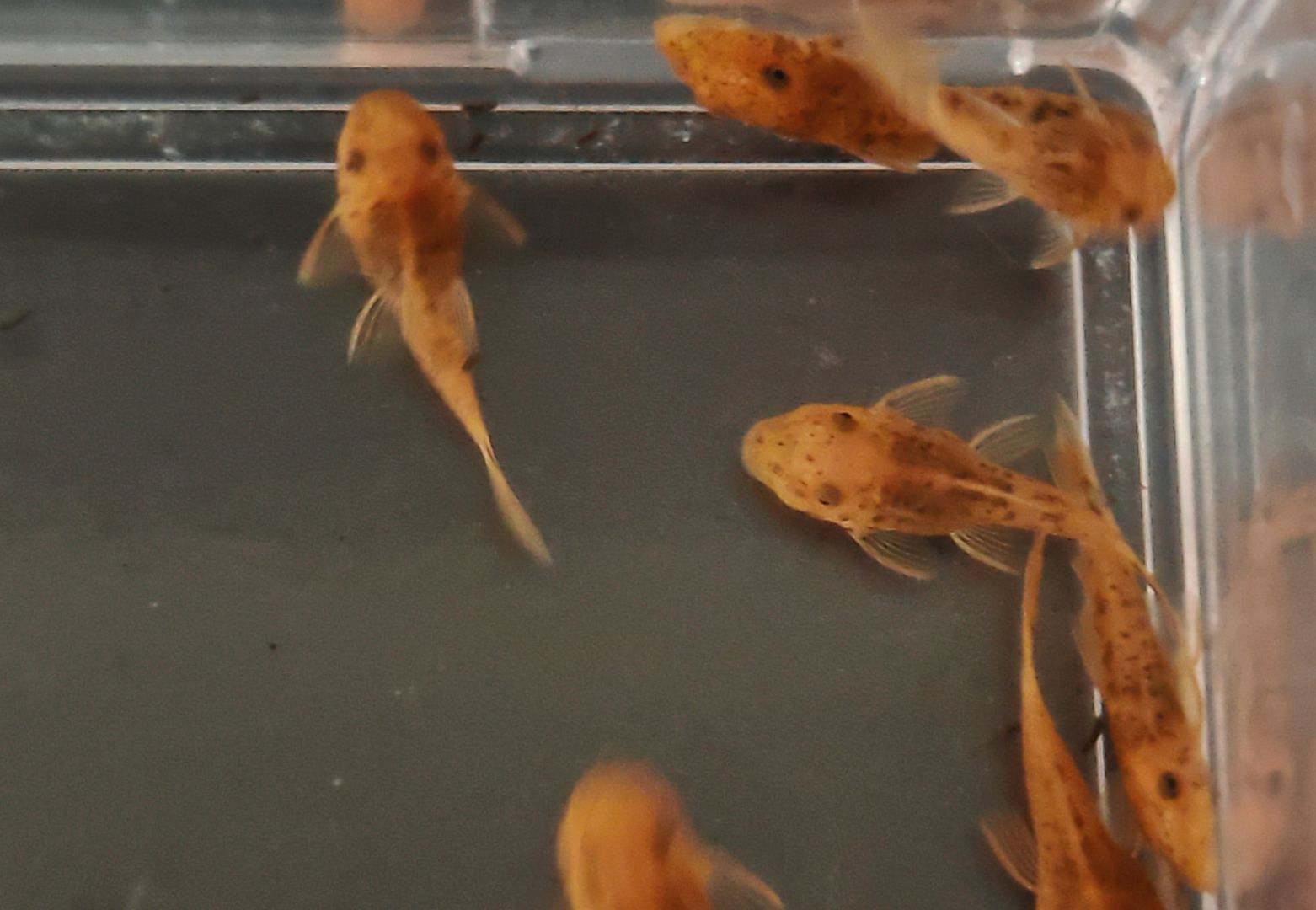 Kräftig rote Antennenwelse Ancistrus sp. Super Rot LDA 16
