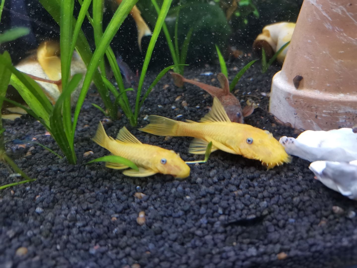 Ancistrus L144 Yellow Gelb Welse mit dunklen Augen kein Albino
