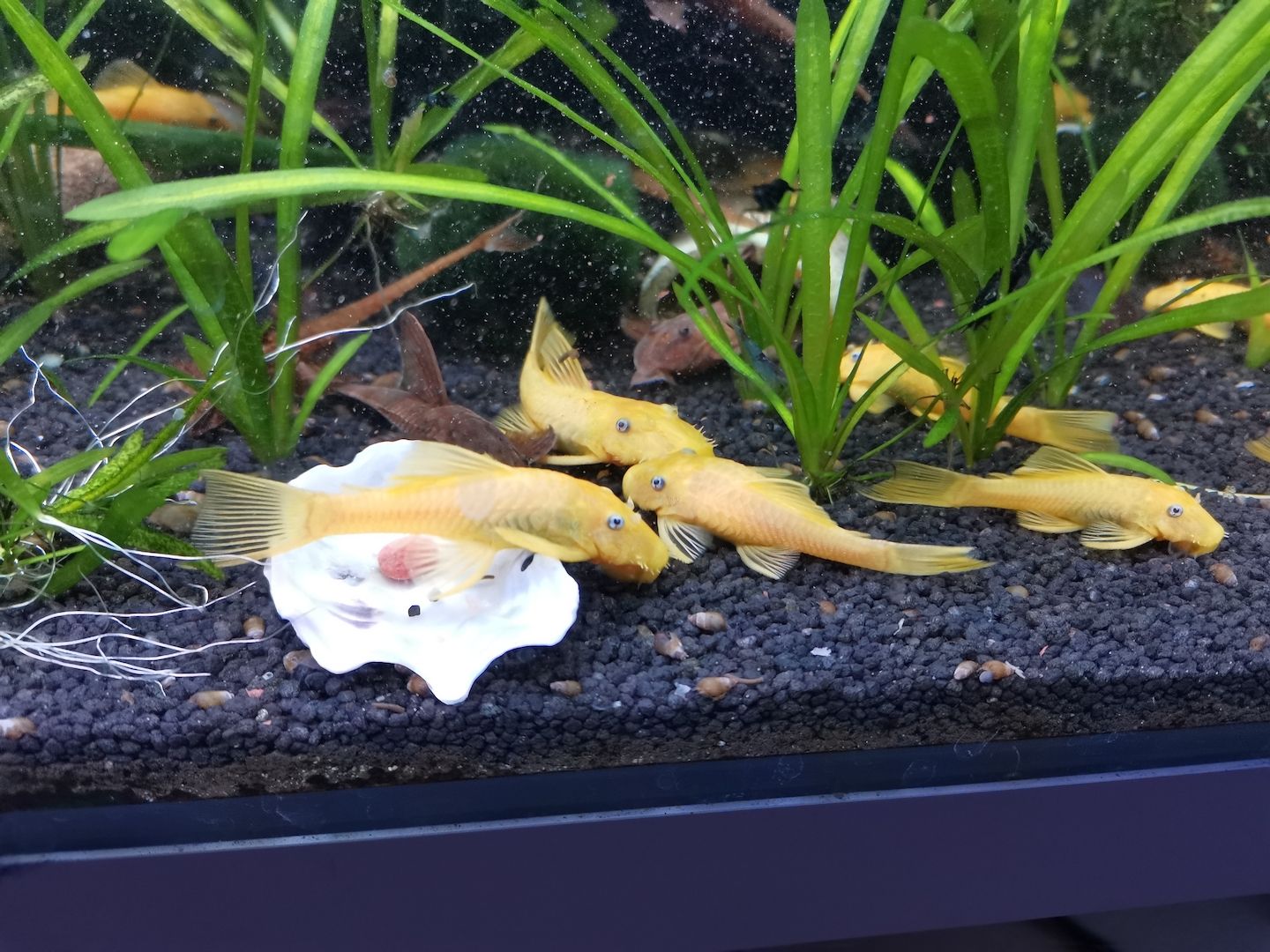 Ancistrus L144 Yellow Gelb Welse mit dunklen Augen kein Albino