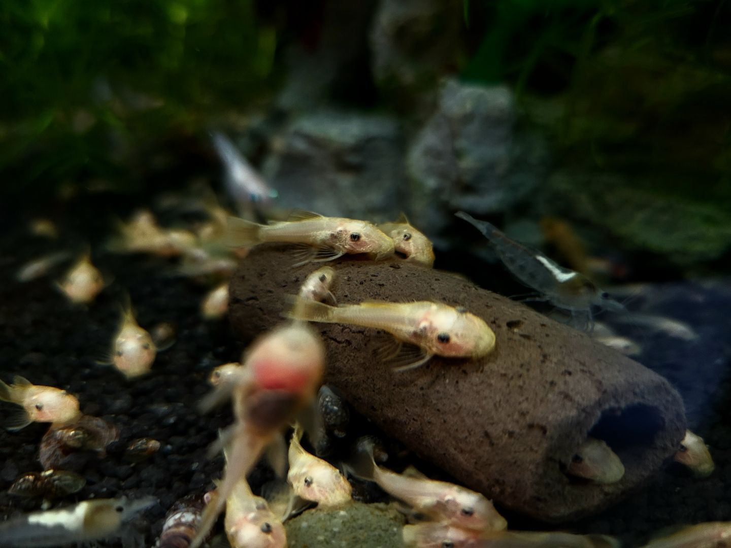 Ancistrus L144 Yellow Gelb Welse mit dunklen Augen kein Albino