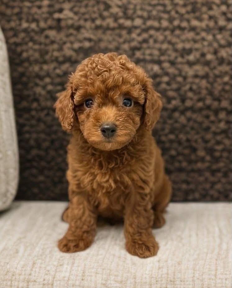 poodle Puppy Available for Adoption
