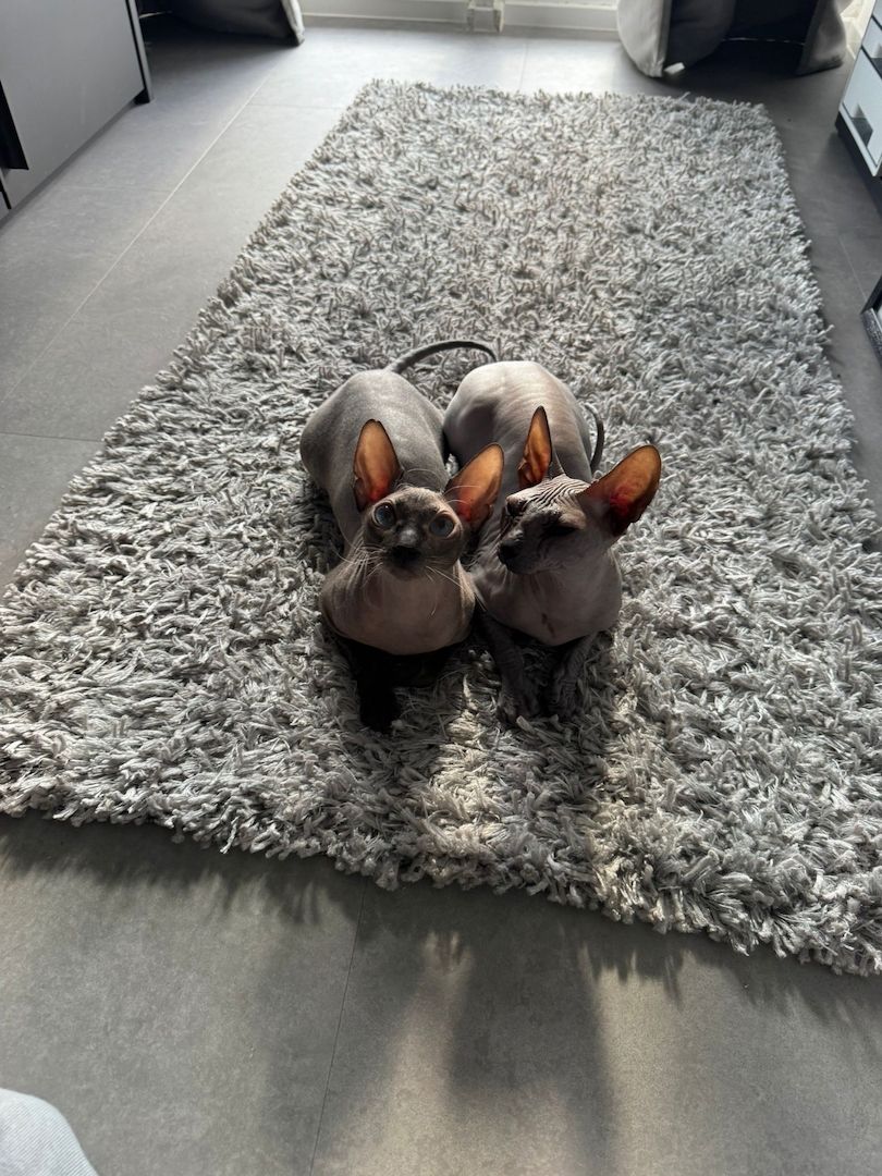 Sphynx Geschwisterpärchen, Nacktkatzen