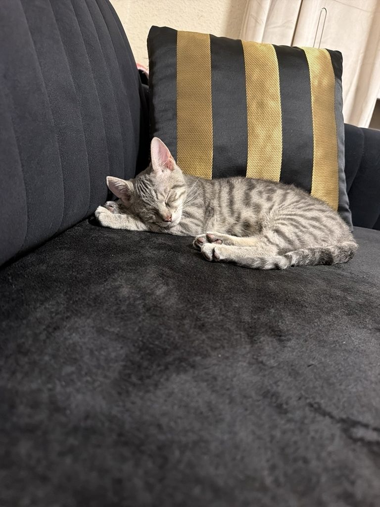 Babykater sucht neues Zuhause