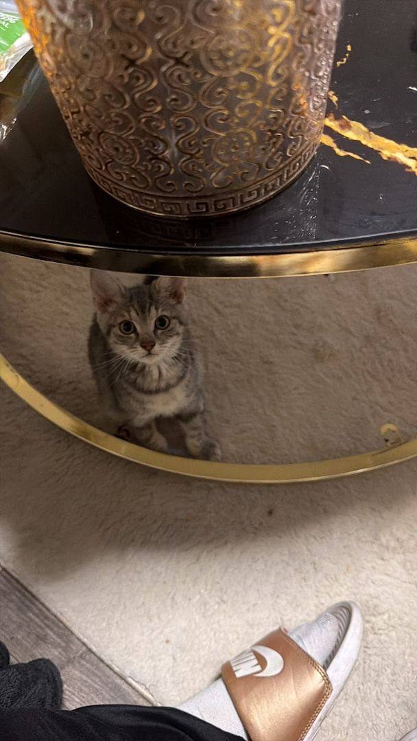 Babykater sucht neues Zuhause