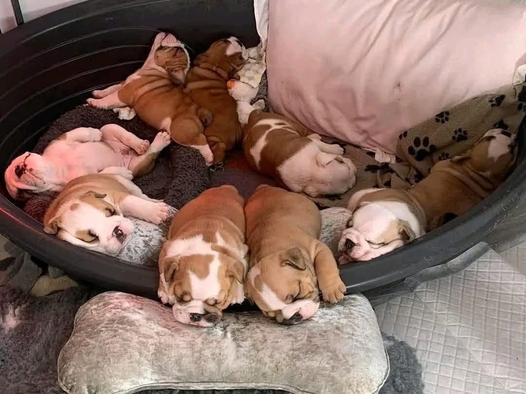 Englische Bulldoggen-Welpen zur Adoption