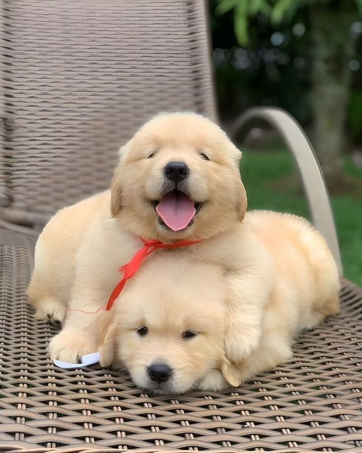 Golden-Retriever-Welpen suchen ein neues Zuhause