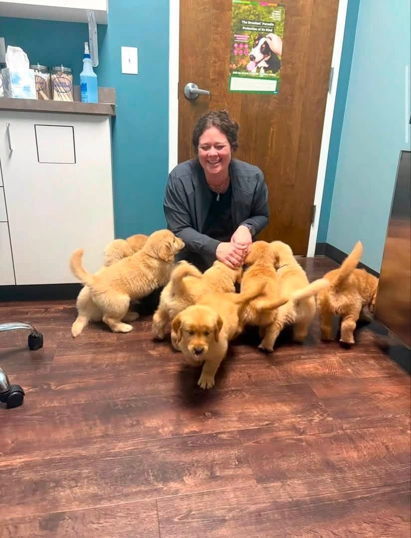 Golden-Retriever-Welpen suchen ein neues Zuhause