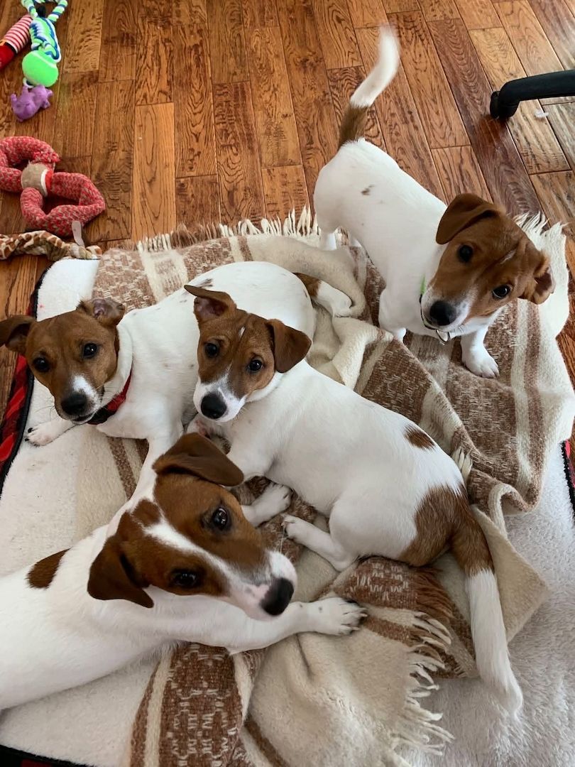 Jack-Russell-Terrier-Welpen suchen ein neues Zuhause