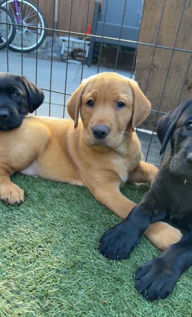 Labrador-Welpen suchen ein neues Zuhause