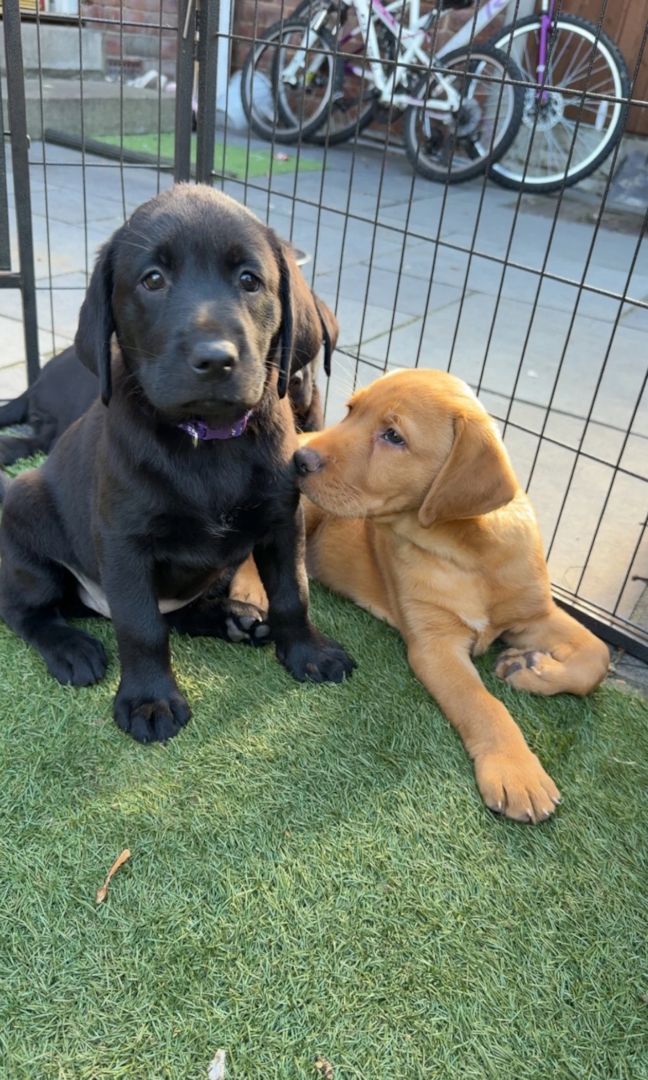Labrador-Welpen suchen ein neues Zuhause