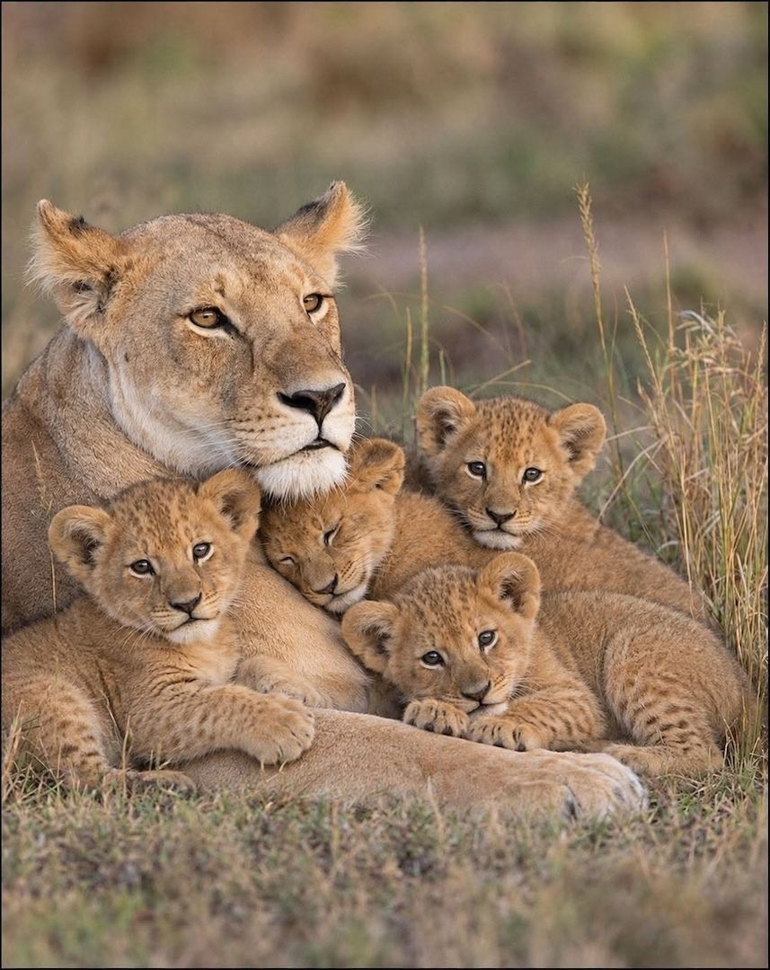 Löwen- und Tigerbabys zur Abgabe