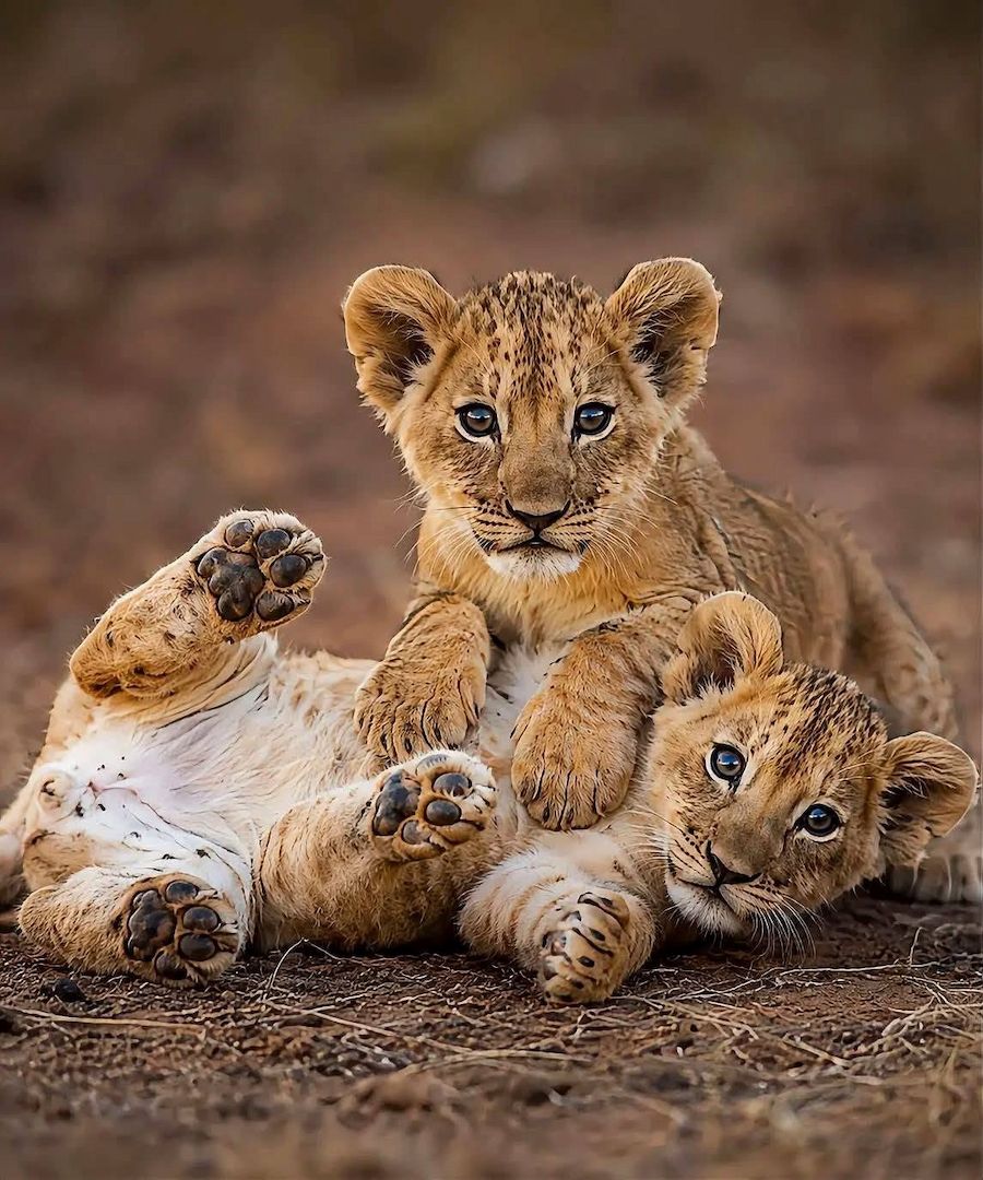 Löwen- und Tigerbabys zur Abgabe