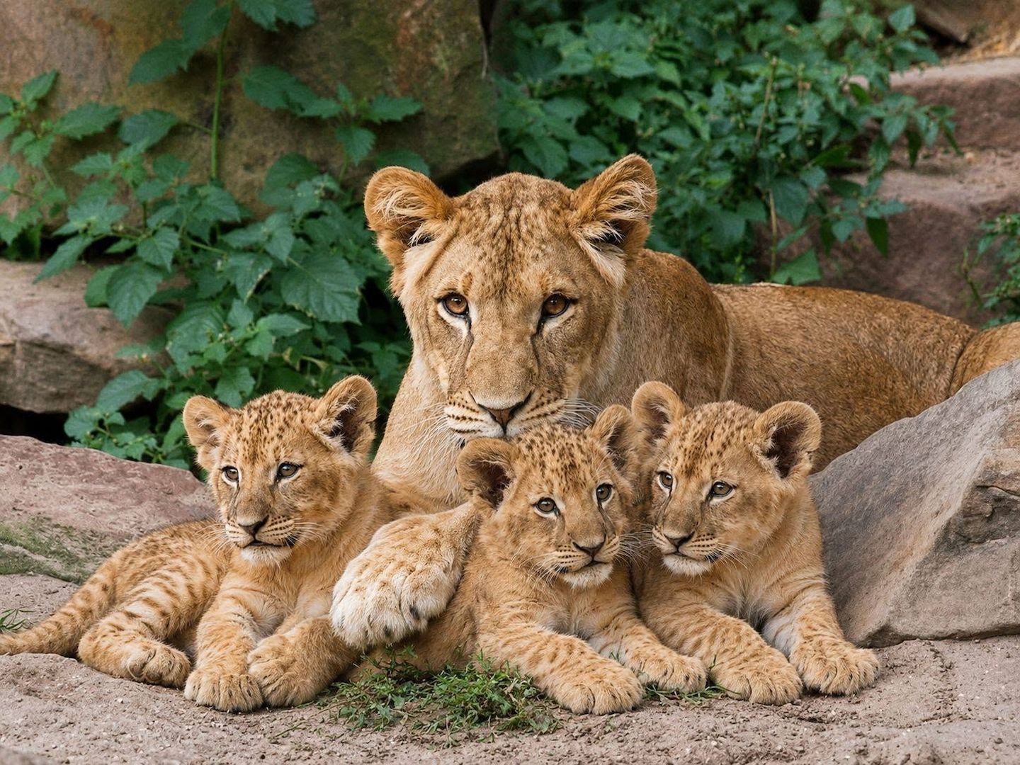Löwen- und Tigerbabys zur Abgabe