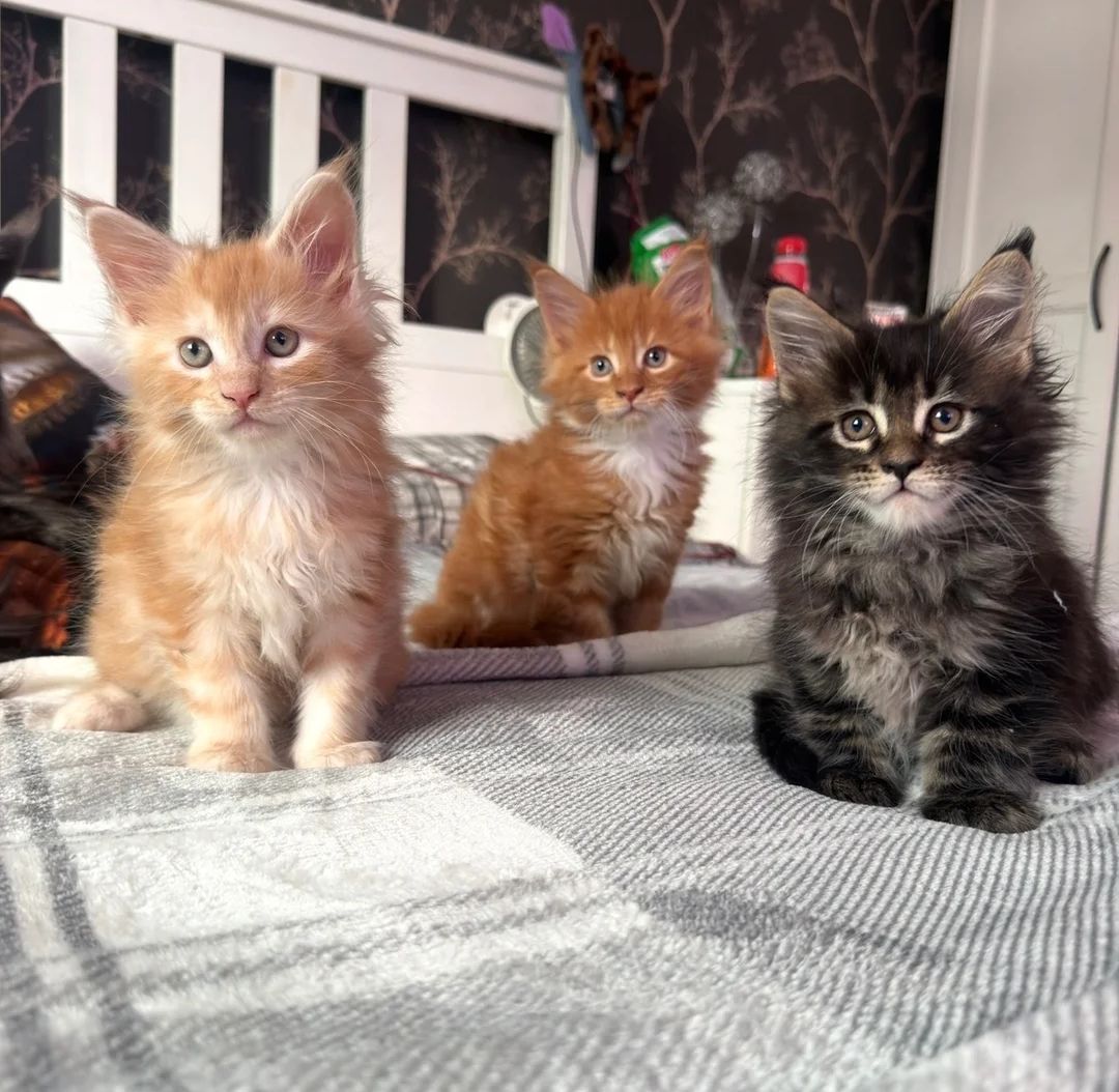 Maine-Coon-Kätzchen suchen ein neues Zuhause