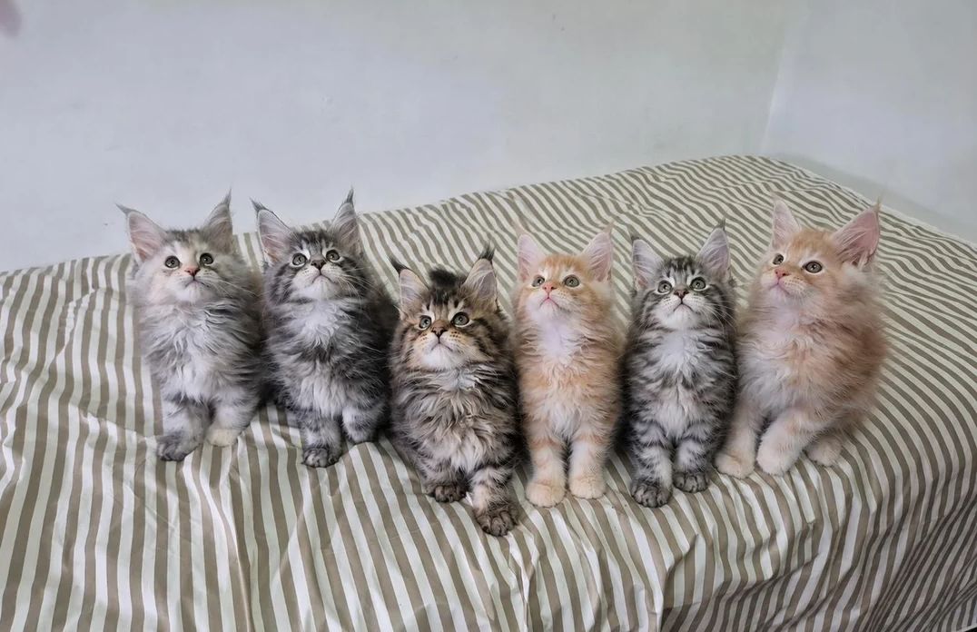 Maine-Coon-Kätzchen suchen ein neues Zuhause