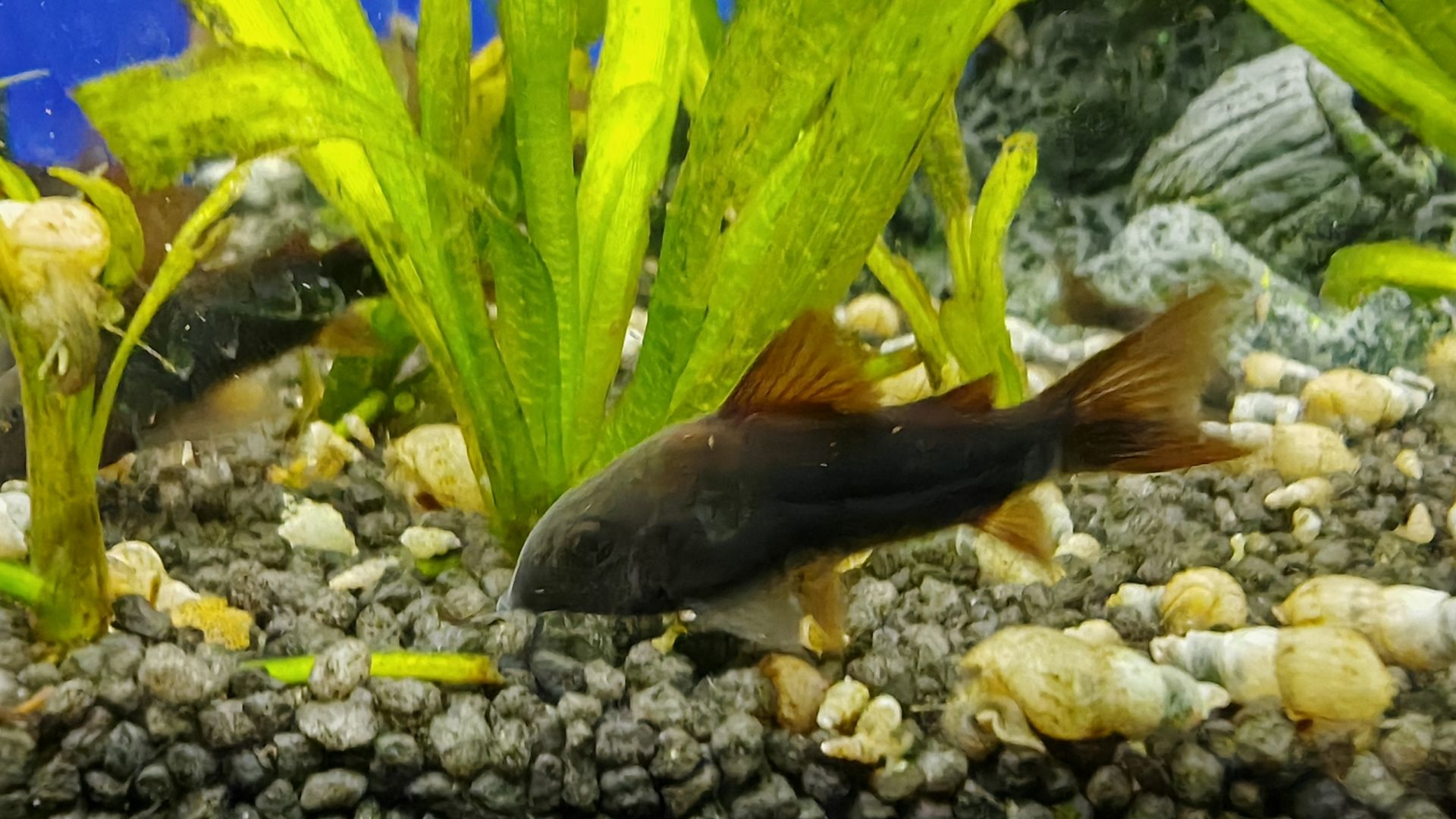 tiefschwarze Panzerwelse Corydoras Venezuela Schwarz