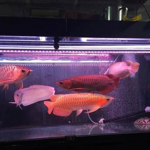 Erstklassige Süßwasser-Aquarienfische ab sofort erhältlich