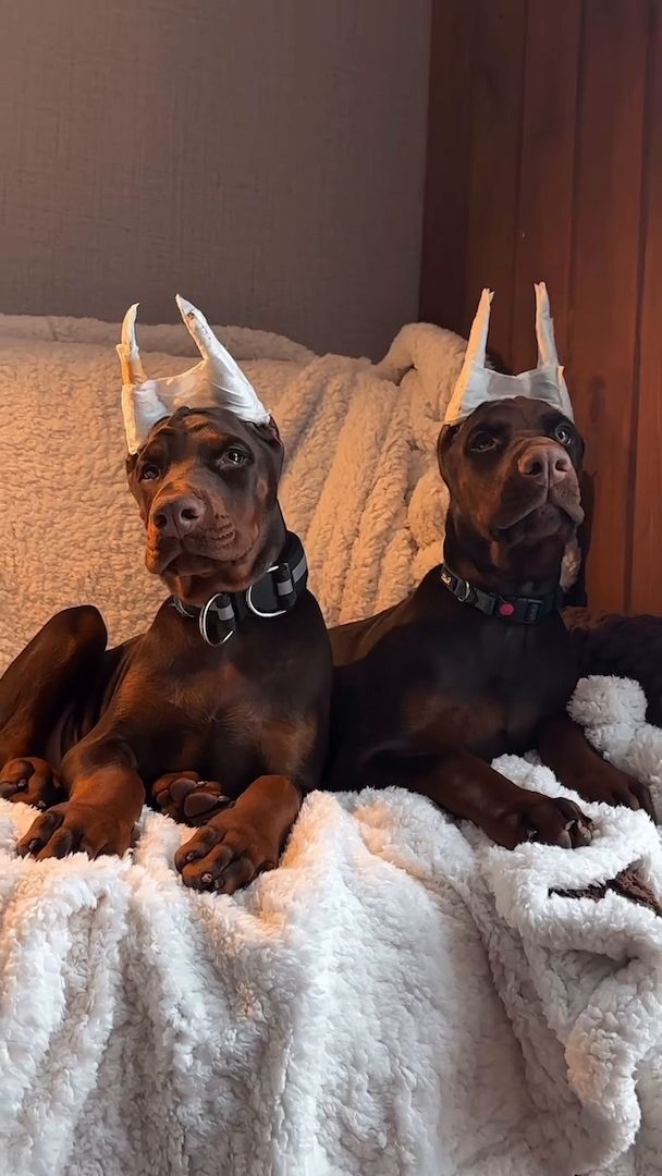 Wunderschöne Dobermann-Welpen