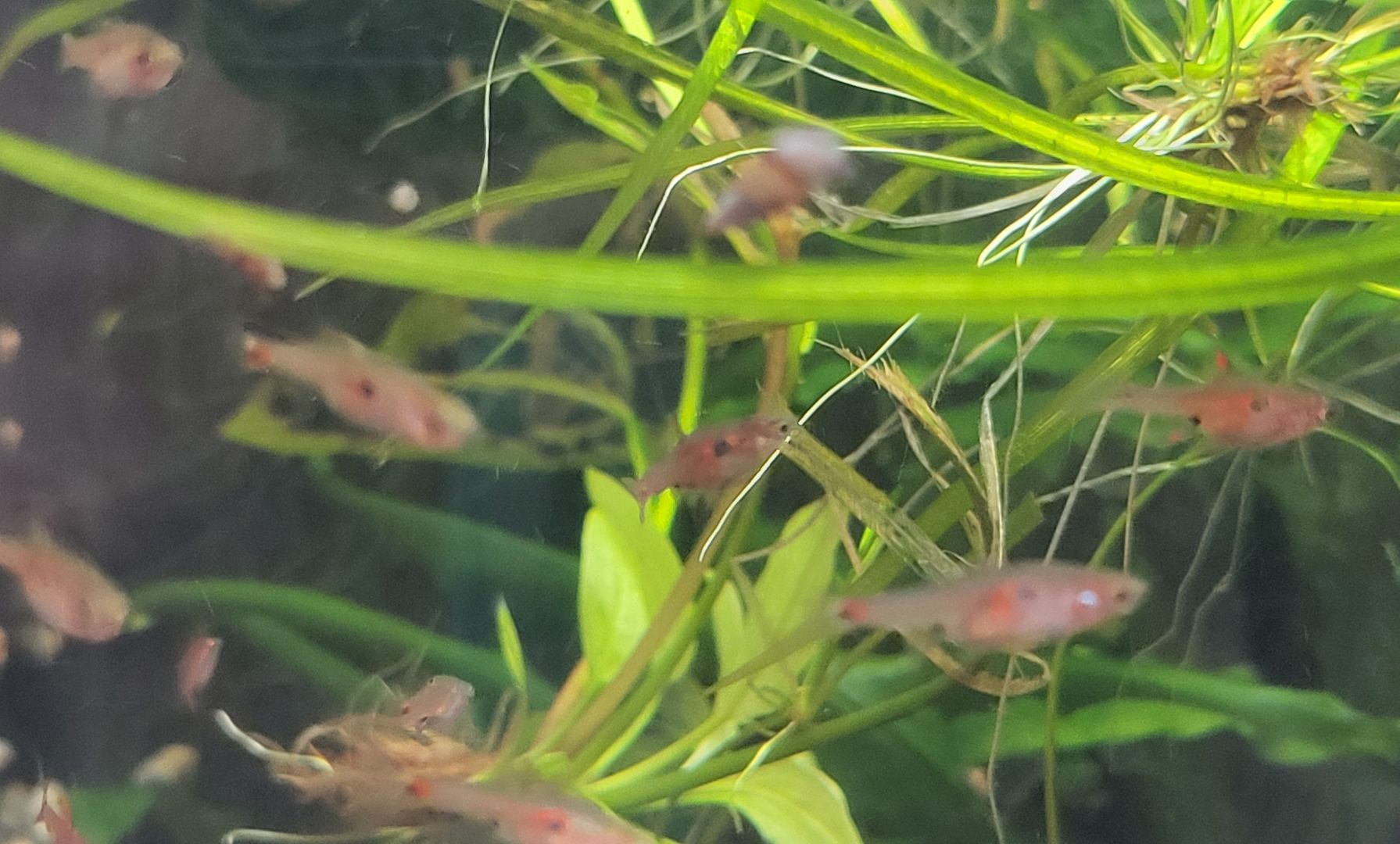 kleine rote Erdbeer Zwergbärbling Boraras naevus Nano