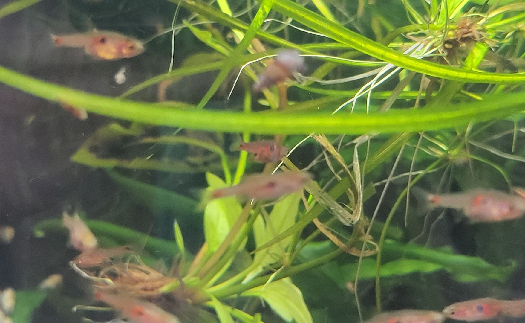 kleine rote Erdbeer Zwergbärbling Boraras naevus Nano
