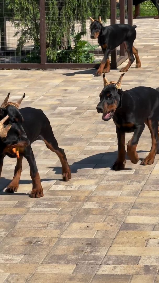 Traumhafte Europäische Dobermann-Welpe
