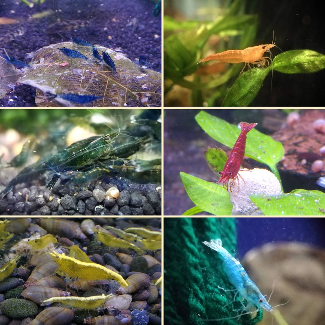 10 St. bunter Farb-Mix Garnelen Neocaridina erbrein