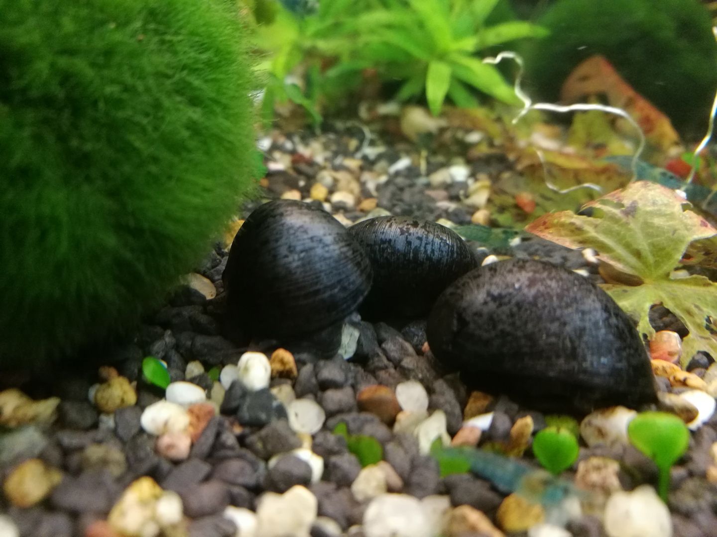 Anthrazit-Napfschnecke Helmschnecke (Neritina pulligera)