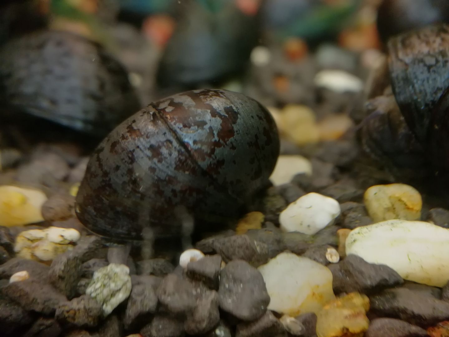 Anthrazit-Napfschnecke Helmschnecke (Neritina pulligera)