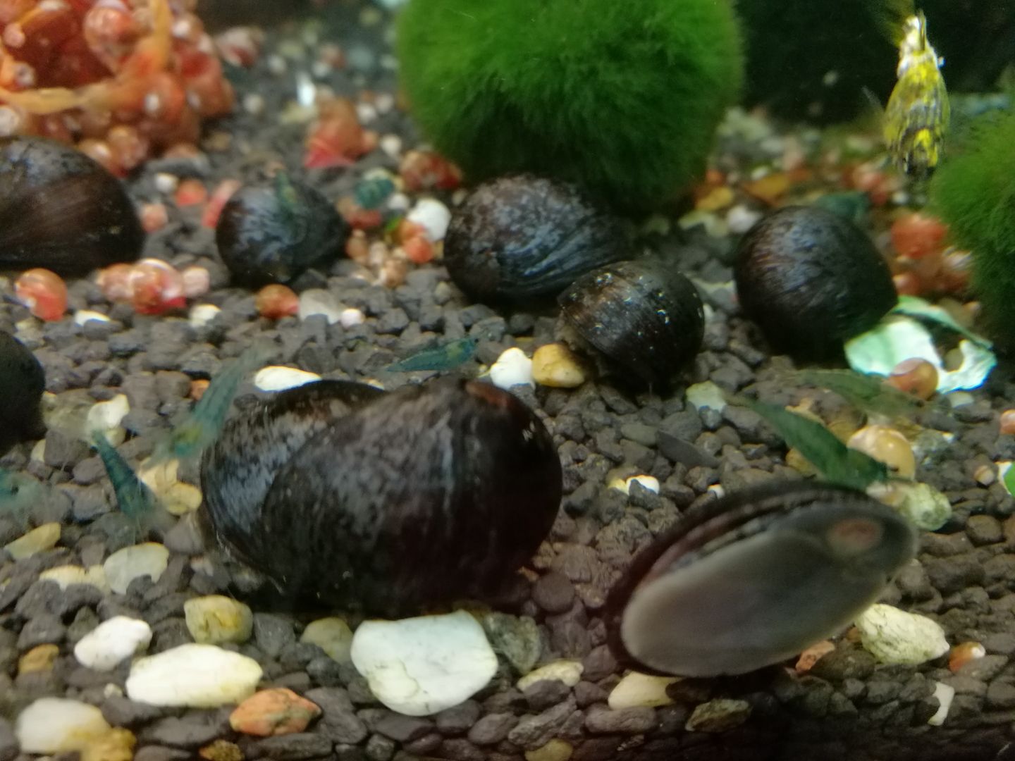 Anthrazit-Napfschnecke Helmschnecke (Neritina pulligera)