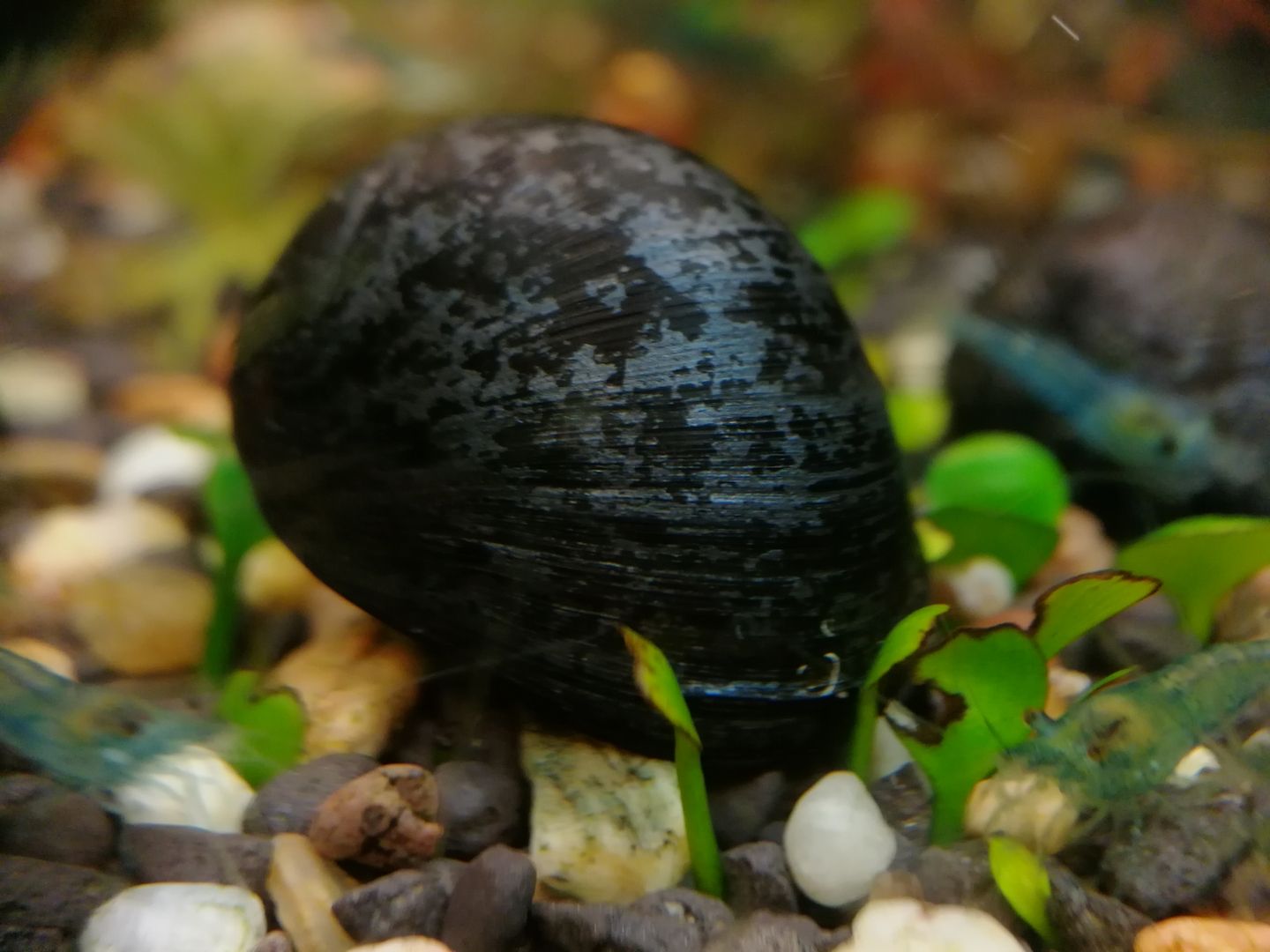Anthrazit-Napfschnecke Helmschnecke (Neritina pulligera)