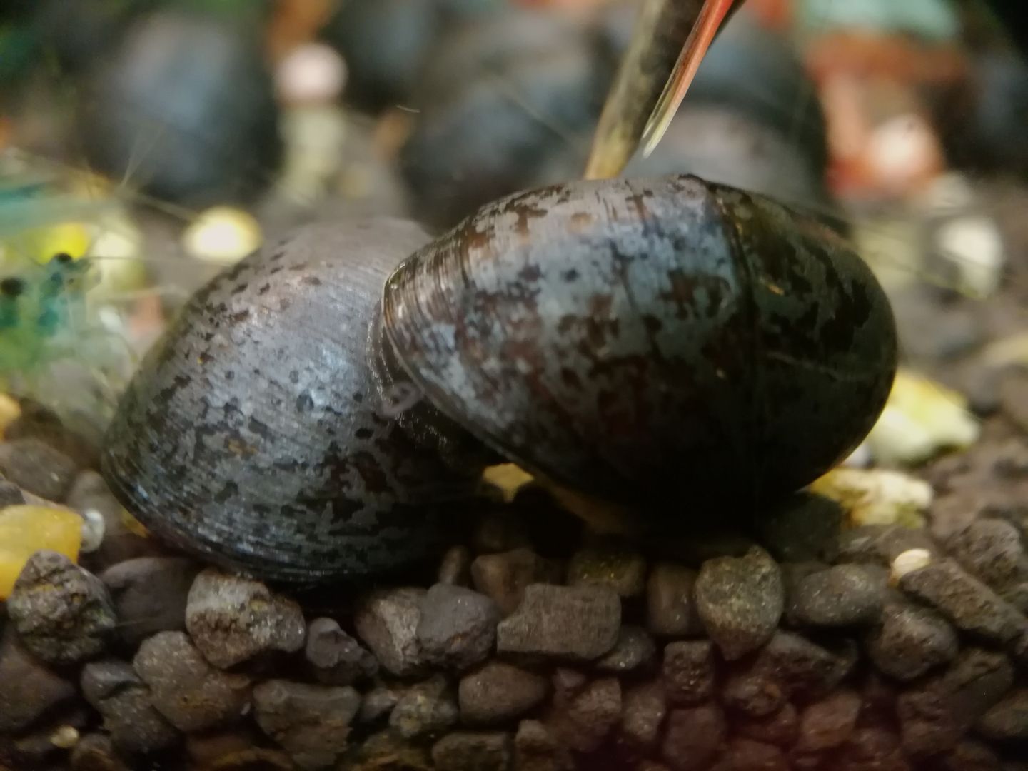Anthrazit-Napfschnecke Helmschnecke (Neritina pulligera)