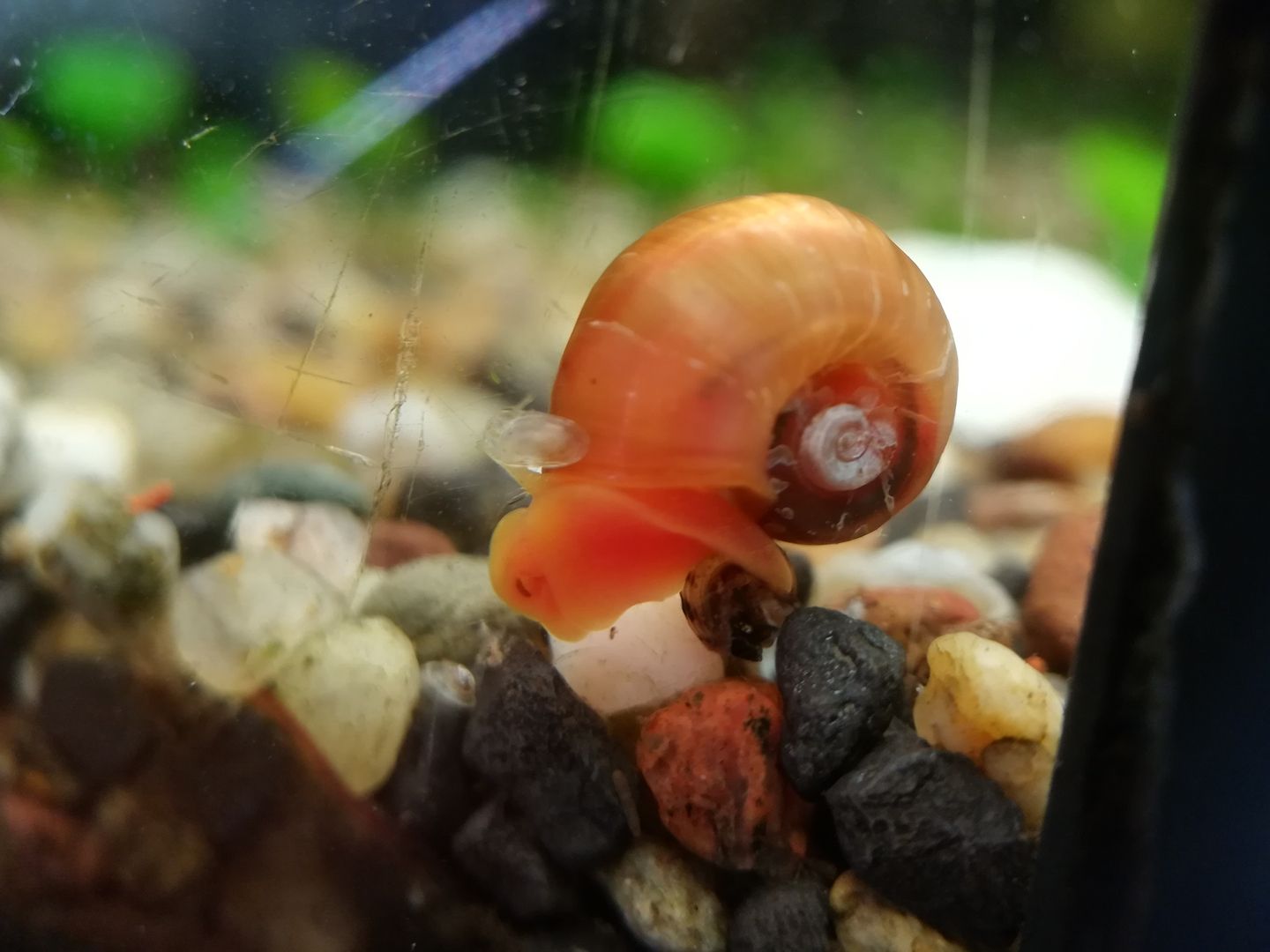 wunderschöne orange rote Posthornschnecken