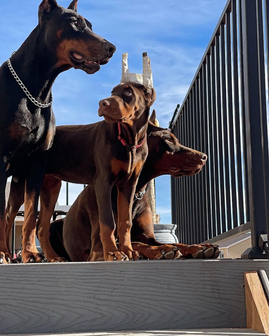 Elegante Dobermann-Welpen in liebevoller Aufzucht