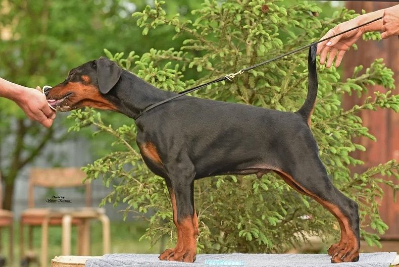 Kleine Dobermann-Persönlichkeiten suchen ein Zuhause