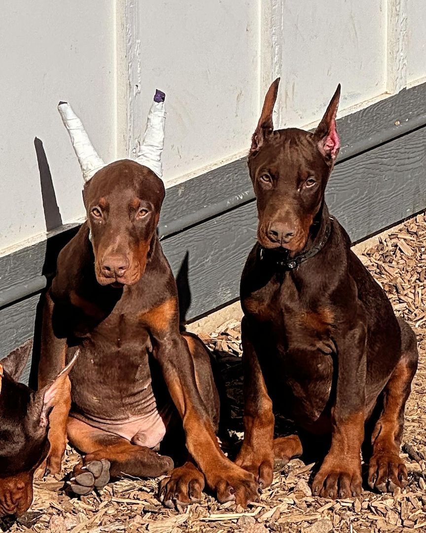 Dobermann-Nachwuchs mit Ausstrahlung