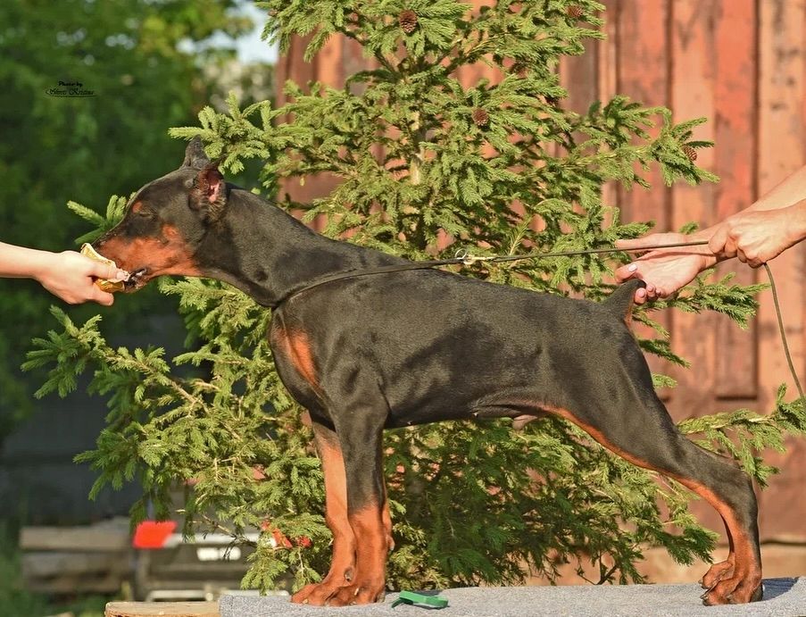 Ausdrucksstarke Europäische Dobermänner