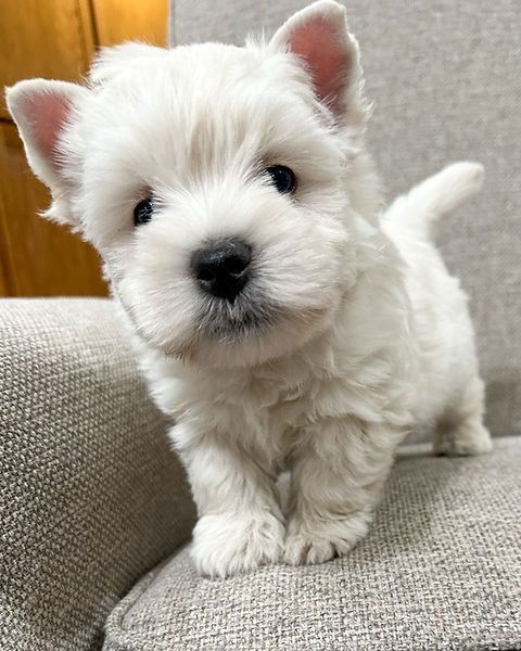 West-Highland-White-Terrier-Welpen. WhatsApp: +44 7469 456352