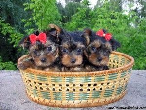 Yorkie-Welpen aus liebevoller Aufzucht