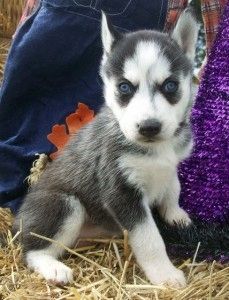 Süße Siberian-Husky-Welpen