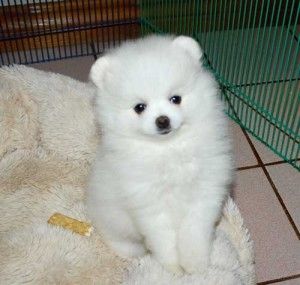 Hervorragende und lebhafte Zwergspitz-Welpen (Pomeranian) verfügbar.