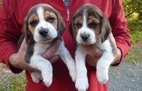 Wunderschöne Beagle-Welpen