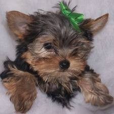 Yorkshire-Terrier-Welpen