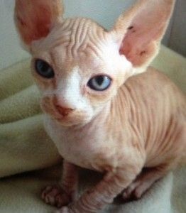 Sphynx-Kätzchen jetzt erhältlich