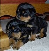 männliche und weibliche Rottweilerwelpen