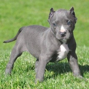 Pitbullwelpen verfügbar