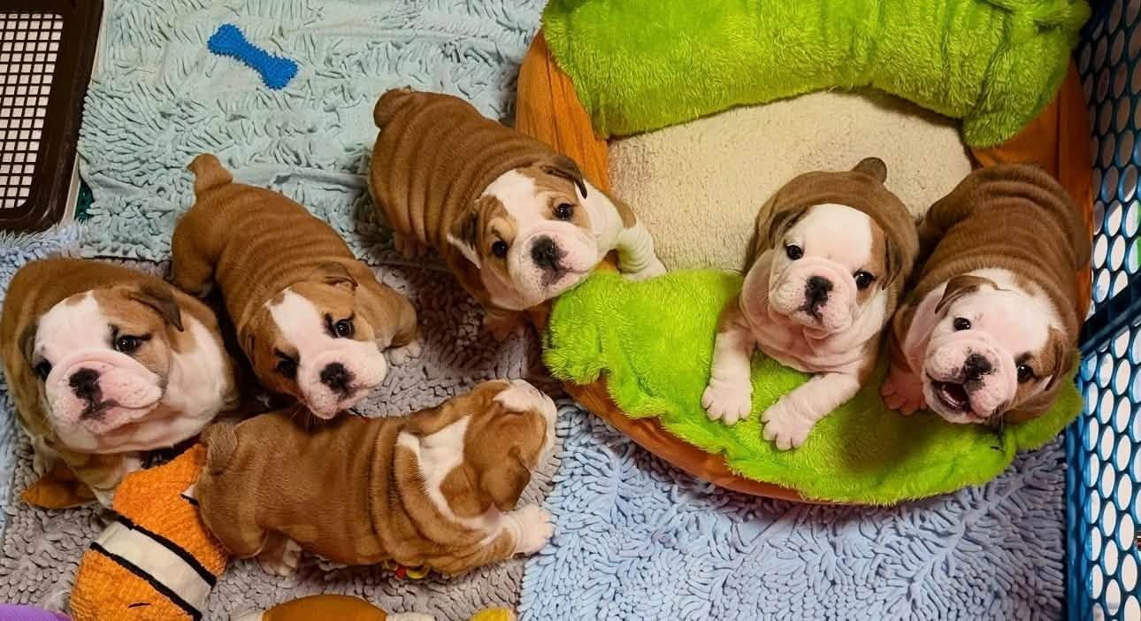Englische Bulldoggen-Welpen zur Adoption