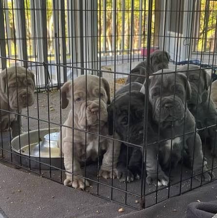 Mastino-Napoletano-Welpen. WhatsApp: +44 7469 456352