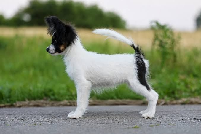 Papillon-Welpen. WhatsApp: +44 7469 456352